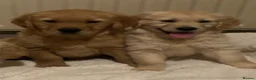 Golden Retriever dogs for sale: Beautiful KC Reg Golden Retriever puppies!!  - Advert 2