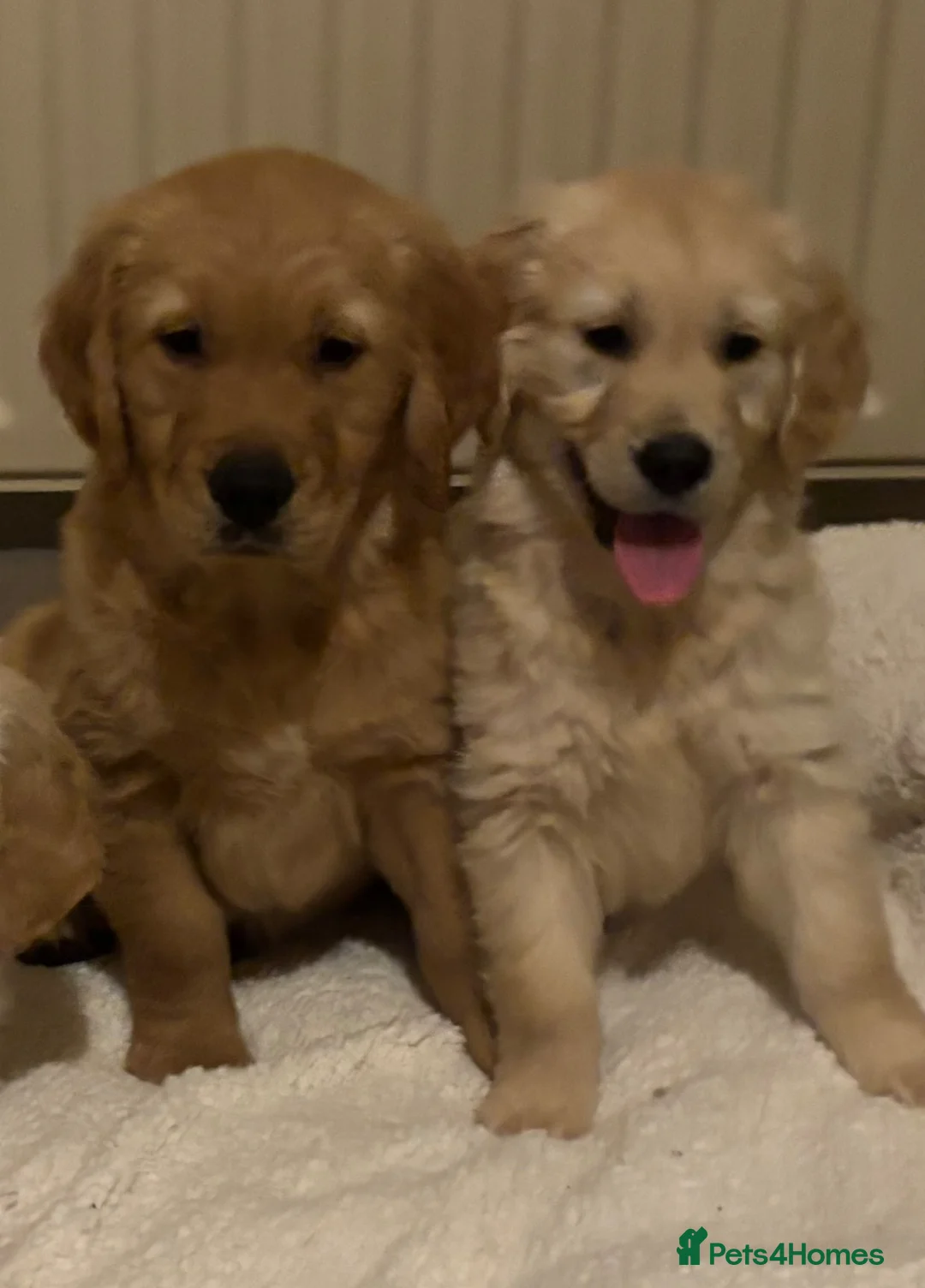 Golden Retriever dogs for sale: Beautiful KC Reg Golden Retriever puppies!!  - Advert 2