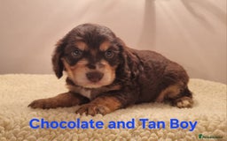 Cocker Spaniel dogs for sale: Gorgeous Chocolate & Sable Show Cocker Pups Ready - Image 10