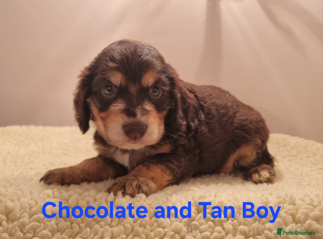 Cocker Spaniel dogs for sale: Gorgeous Chocolate & Sable Show Cocker Pups Ready - Image 10