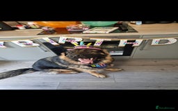 German Longhaired Pointer dogs for sale: German Shepherd Rehoming  - Image 14
