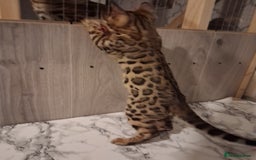 Bengal cats for sale: Tica reg. Bengal Kittens  - Image 6
