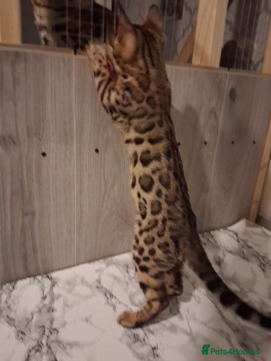 Bengal cats for sale: Tica reg. Bengal Kittens  - Image 6