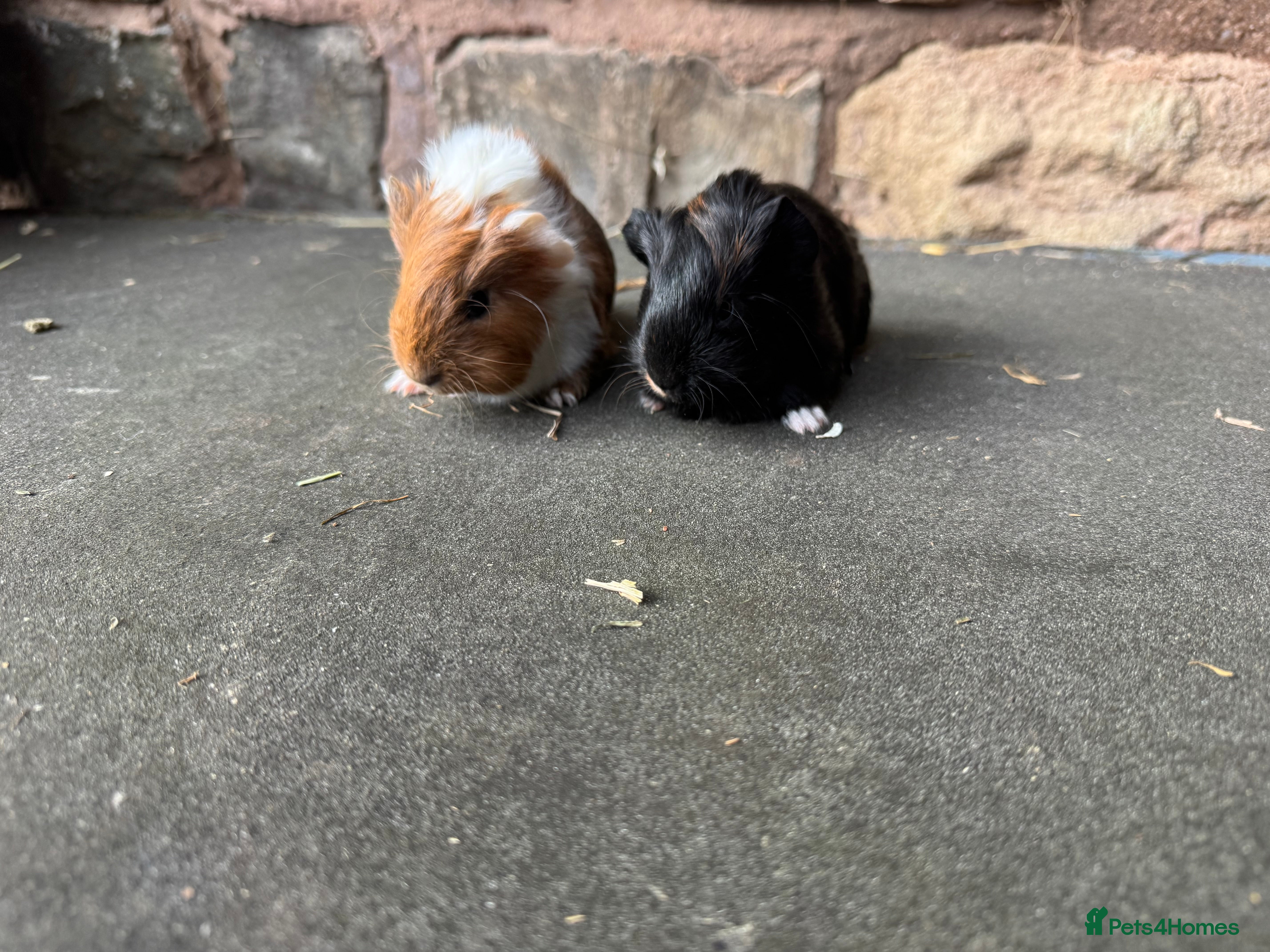 Guinea Pig rodents Beautiful baby male guinea pigs  - Advert 1
