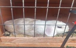Dwarf Lop rabbits for sale: Rabbits for sale  in Burton-on-Trent - Image 1