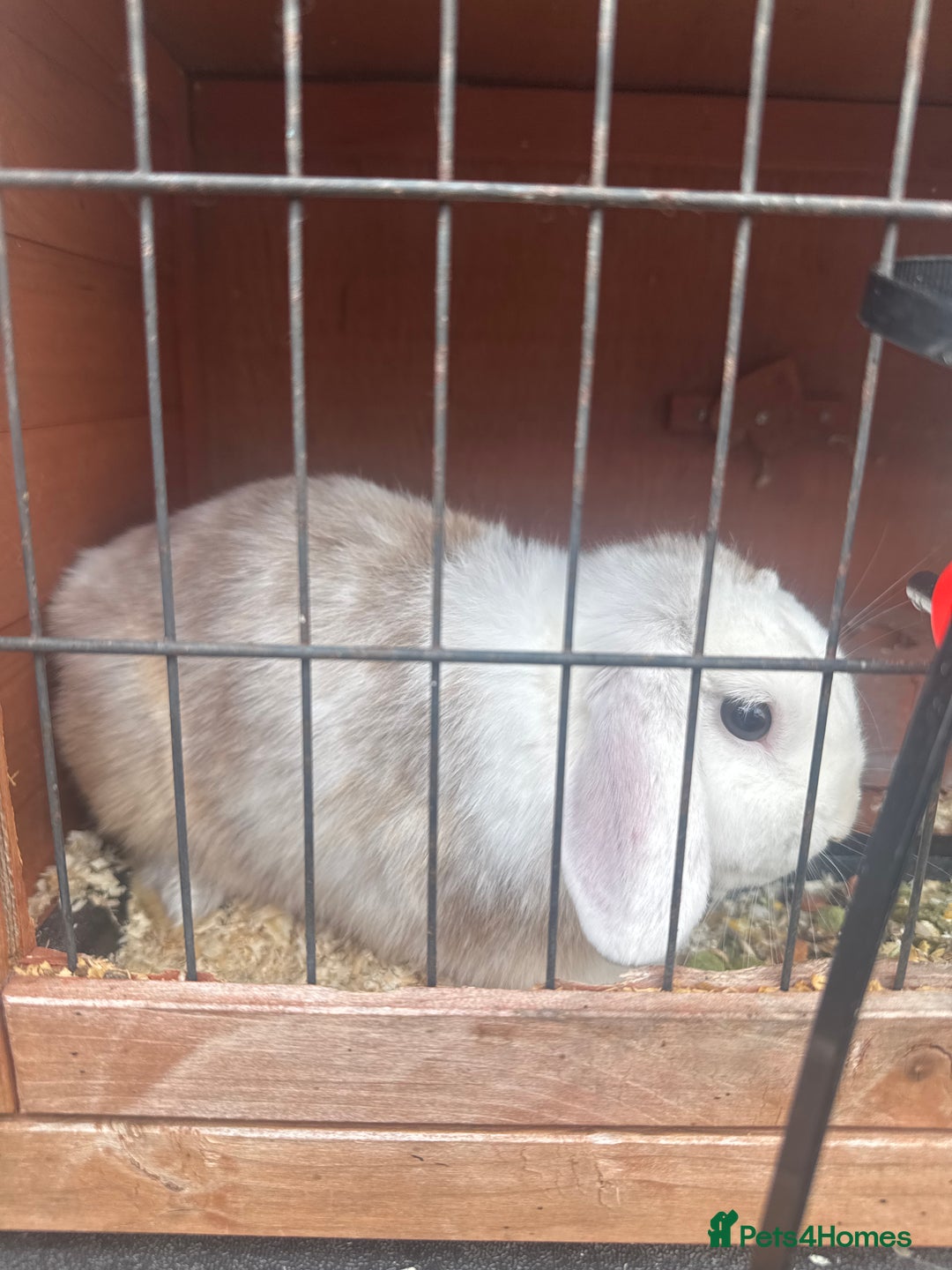 Dwarf Lop rabbits for sale: Rabbits for sale  in Burton-on-Trent - Image 1
