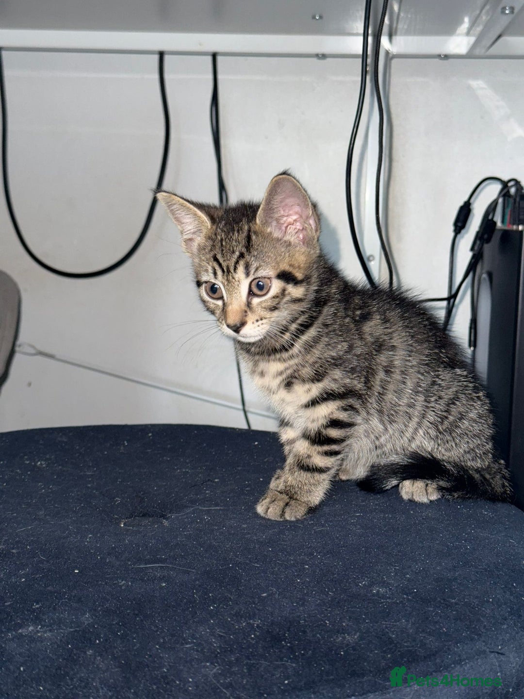 Mixed Breed cats for sale: STUNNING Russian Blue X Kitten READY TO GO - Image 6
