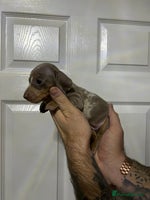 Miniature Dachshund dogs Isabelle tan dapple miniature dachshund KC reg - Advert 4