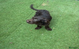 Labradoodle dogs for sale: Labradoodle puppies - Image 10