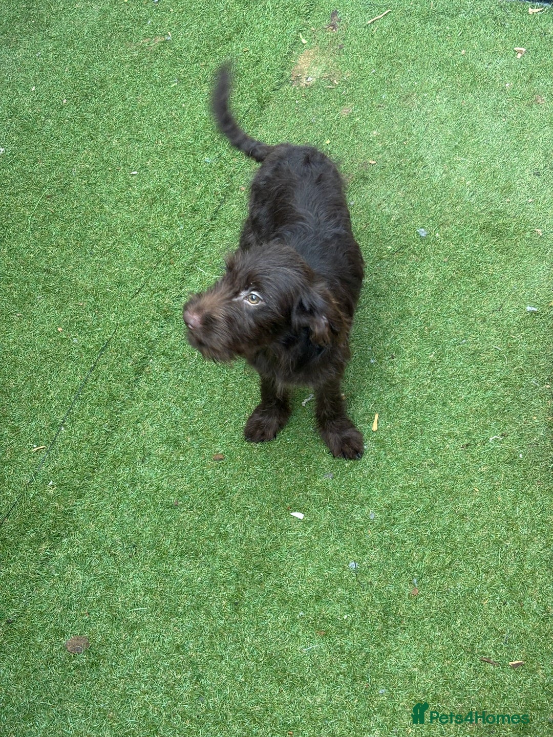 Labradoodle dogs for sale: Labradoodle puppies - Image 10