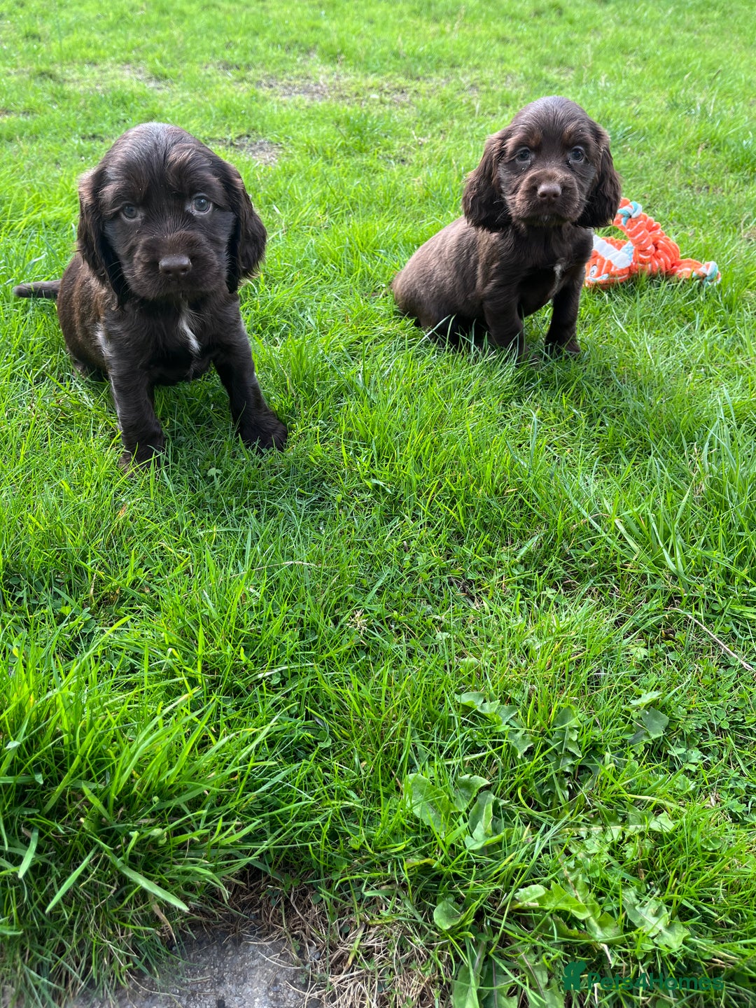 Sprocker dogs for sale: HEALTH TESTED cocker/springer spaniel puppies   - Image 5