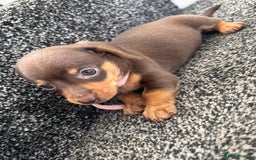 Miniature Dachshund dogs for sale: Miniature dachshund puppies - Image 4
