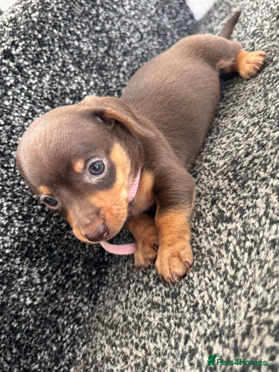 Miniature Dachshund dogs for sale: Miniature dachshund puppies - Image 4