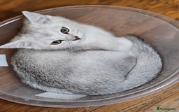British Shorthair cats for sale: British Shorthair Kittens – Golden & Silver Shaded - Image 11