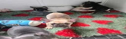 French Bulldog dogs for sale: REDUCED 8 week old Frenchie Male - Ready Now - Advert 3