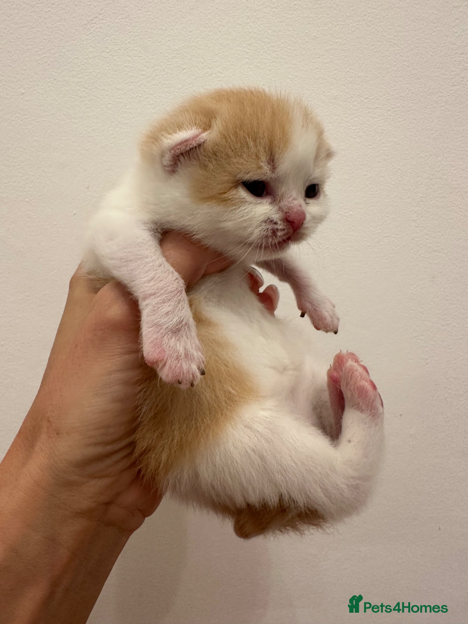 British Shorthair cats for sale: 🐻 Beautiful Pedigree Britishshort🐻 - Advert 8