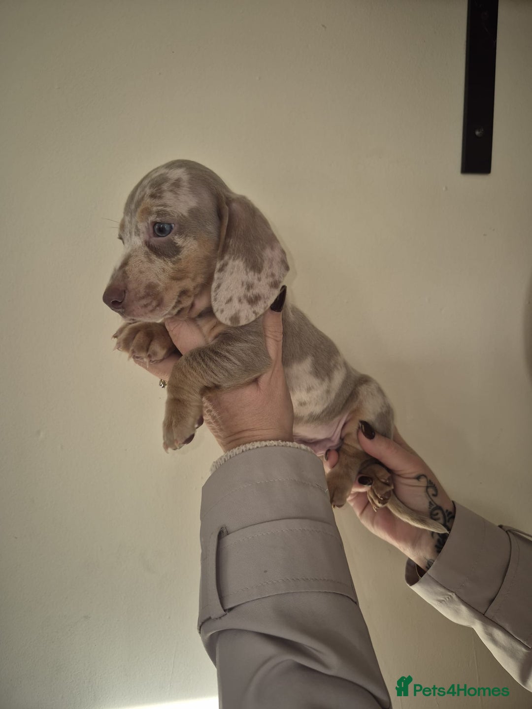 Dachshund dogs for sale: Miniature Dachshunds for sale  - Advert 11