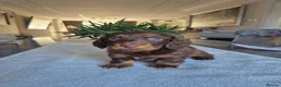 Miniature Dachshund dogs for sale: Beautiful Miniature Dachshund Puppies!💙💙♥️♥️♥️ - Advert 13