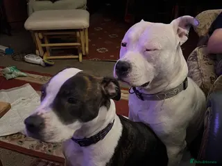 American Bull Staffy dogs Adorable 3-Month-Old AM Staff Puppies for Sale! - Advert 2