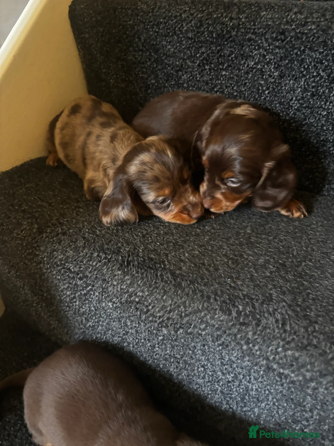 Dachshund dogs for sale: Miniature dachshund puppies 🐶long: smooth hair  - Advert 10