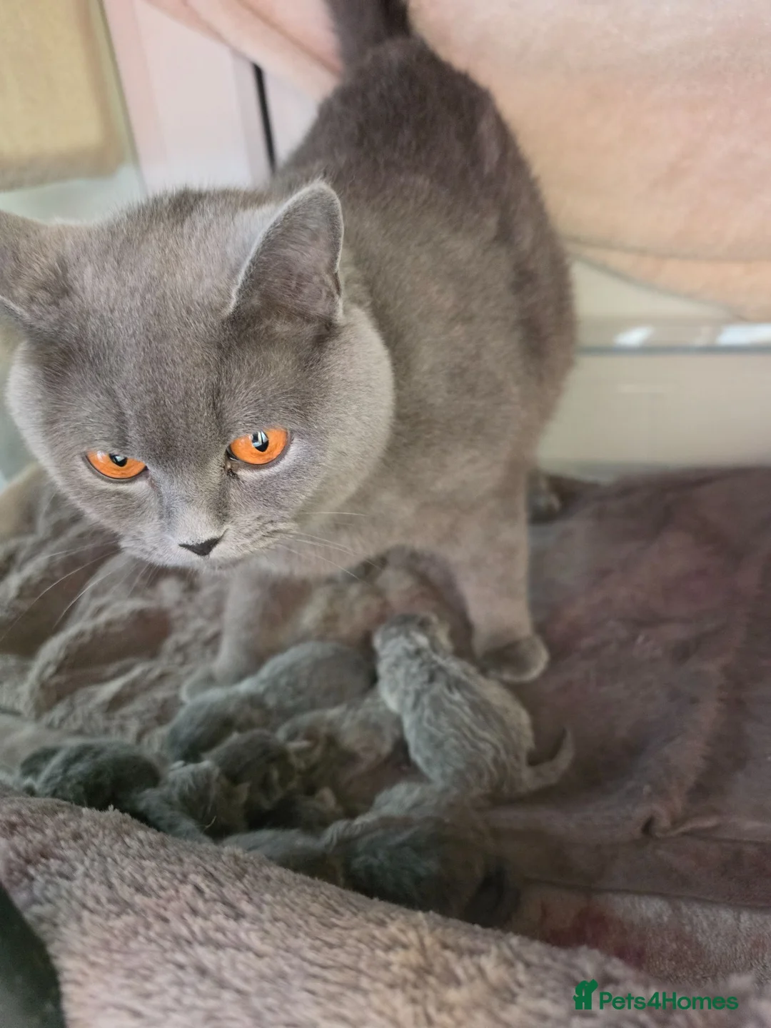 Scottish Fold cats for sale: 7 Scottish fold 😍beautiful  healthy kittens - Advert 4