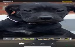 Cane Corso dogs for sale: Big Pure Cane Corso Puppies Ready Now!  - Image 20