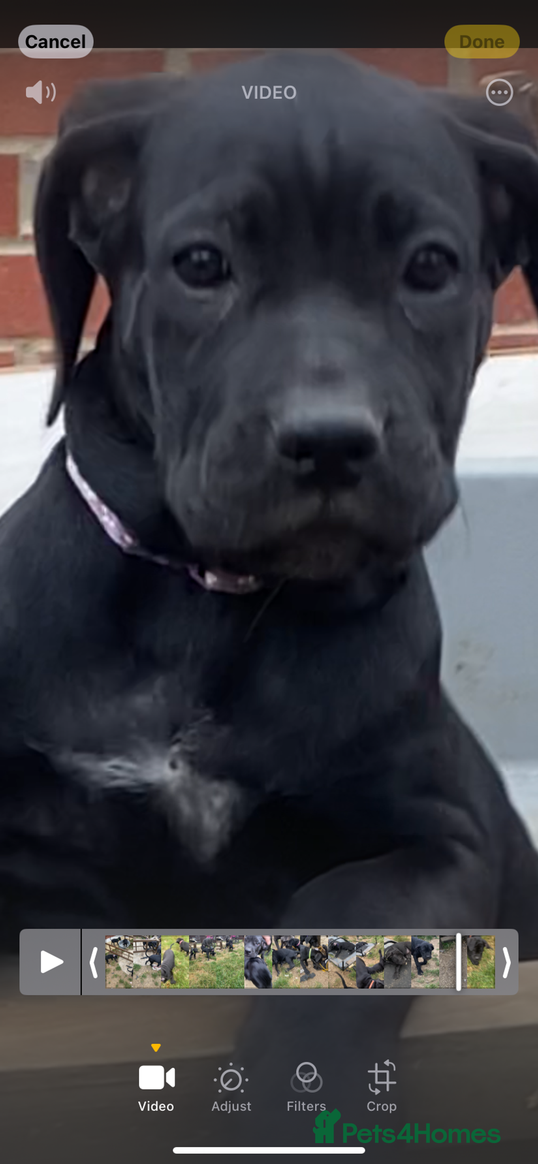 Cane Corso dogs for sale: Big Pure Cane Corso Puppies Ready Now!  - Image 20