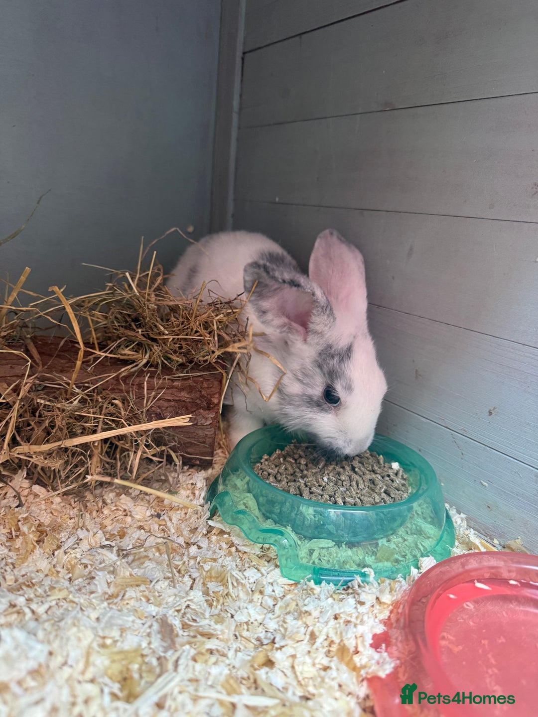 Mini Lop rabbits for sale: Female Mini Lop  - Image 3
