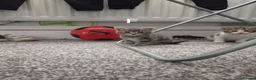 Mixed Breed cats for sale: 🐾 3 Adorable Tabby Kittens Ready Now🐾 in Cramlington - Advert 7
