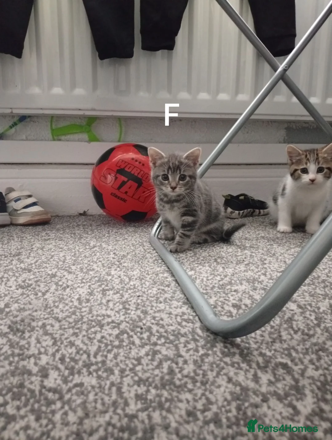 Mixed Breed cats for sale: 🐾 3 Adorable Tabby Kittens Ready Now🐾 in Cramlington - Advert 7