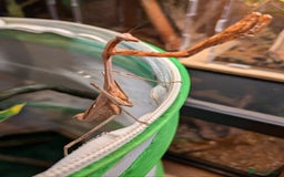 Stick Insects invertebrates for sale: Stick Insects & Mantis - Image 11
