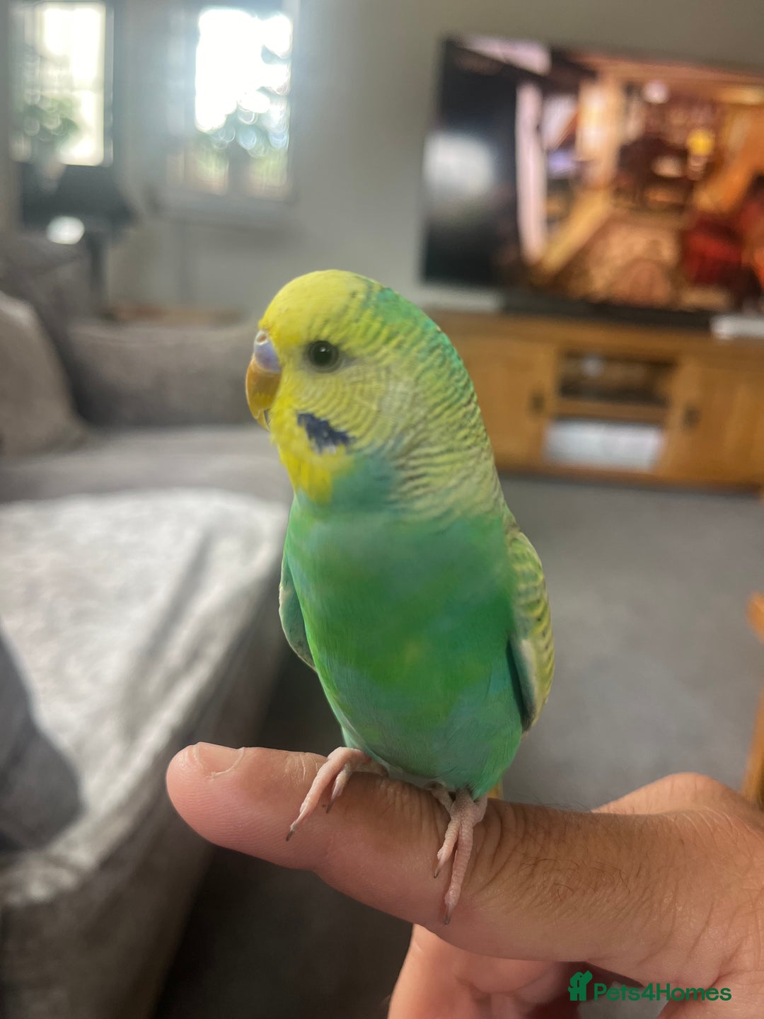 Budgerigars birds for sale: Budgies - Image 11