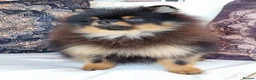 Pomeranian dogs for sale: THE LAST ONE luxury Pomeranian Puppy for sale!!! - Advert 2