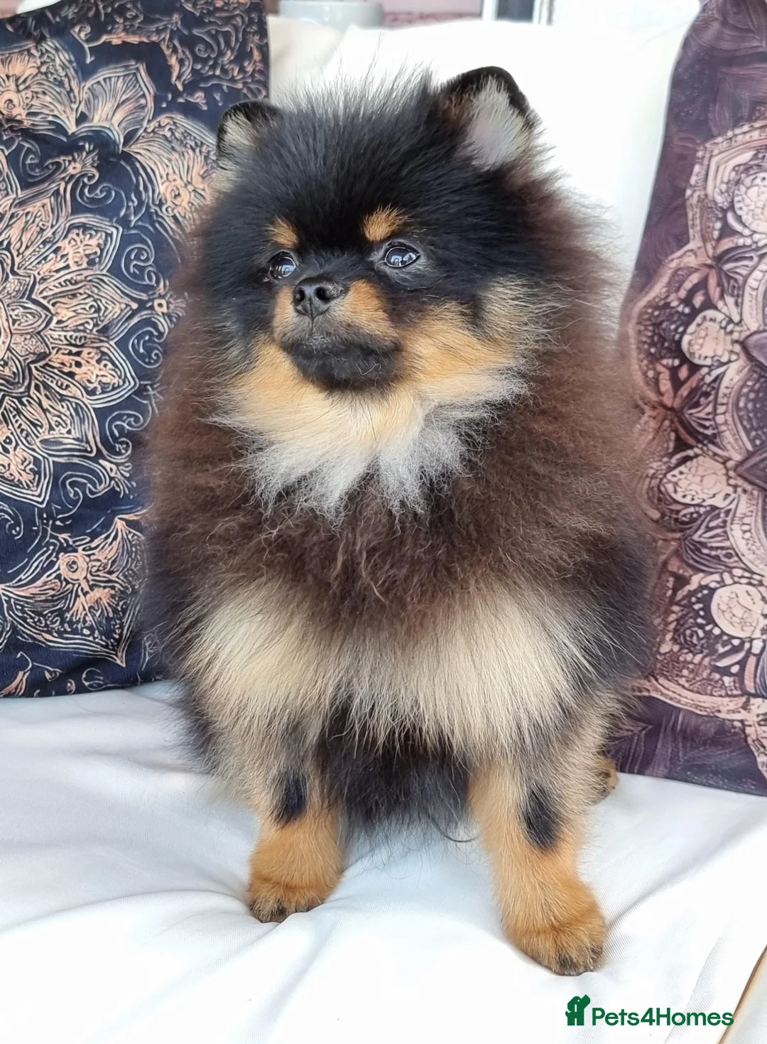 Pomeranian dogs for sale: THE LAST ONE luxury Pomeranian Puppy for sale!!! - Advert 2