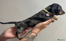 Miniature Dachshund dogs for sale: Beautiful smooth haired miniature dachshunds - Image 1