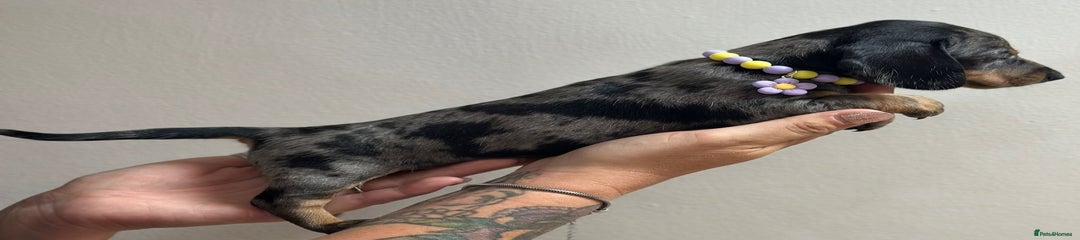 Miniature Dachshund Puppy 7