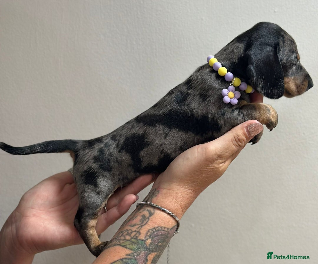 Miniature Dachshund dogs for sale: Beautiful smooth haired miniature dachshunds - Image 1