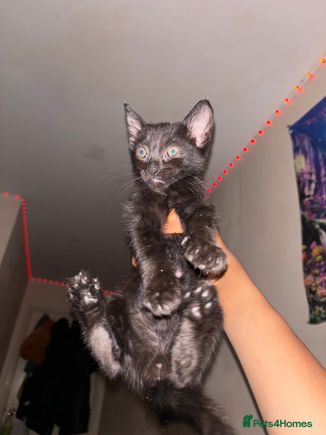 Domestic Shorthair cats for sale: Kittens Available  - Image 3