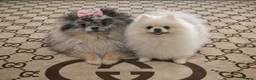 Pomeranian dogs for sale: Stunning Male Pomeranians - Advert 3