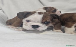 English Bulldog dogs for sale: Champion English bulldogs - Image 27