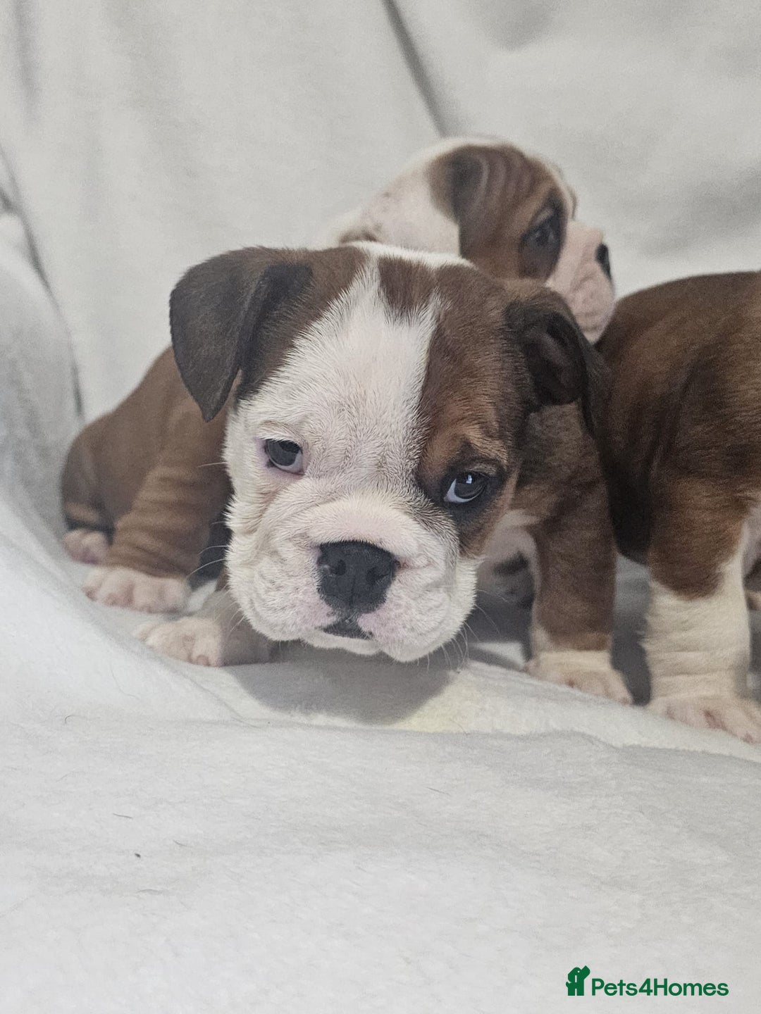 English Bulldog dogs for sale: Champion English bulldogs - Image 27