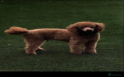 Cockapoo dogs for sale: STUNNING F1 COCKAPOO PUPPIES  - Image 24