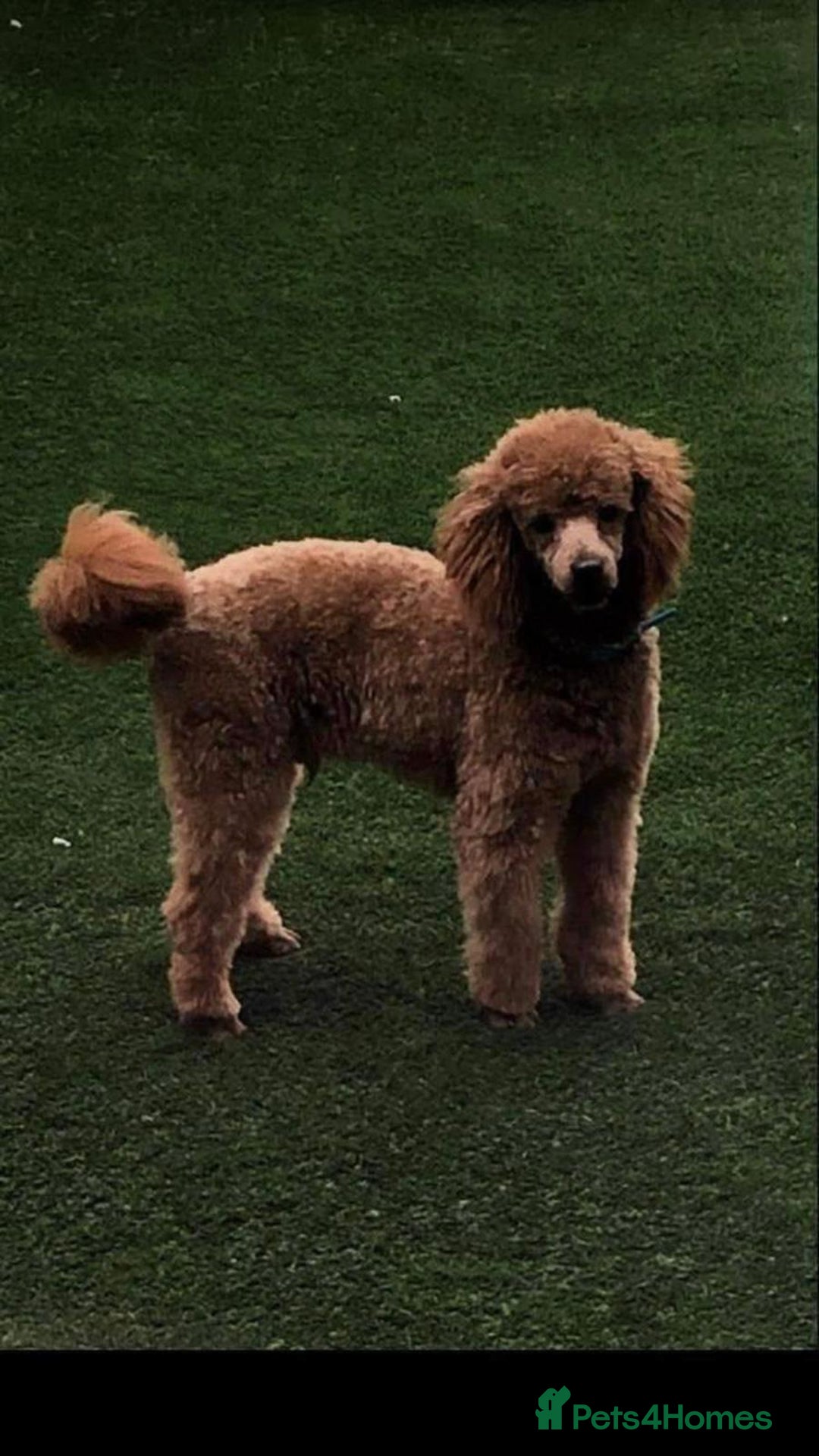 Cockapoo dogs for sale: STUNNING F1 COCKAPOO PUPPIES  - Image 24