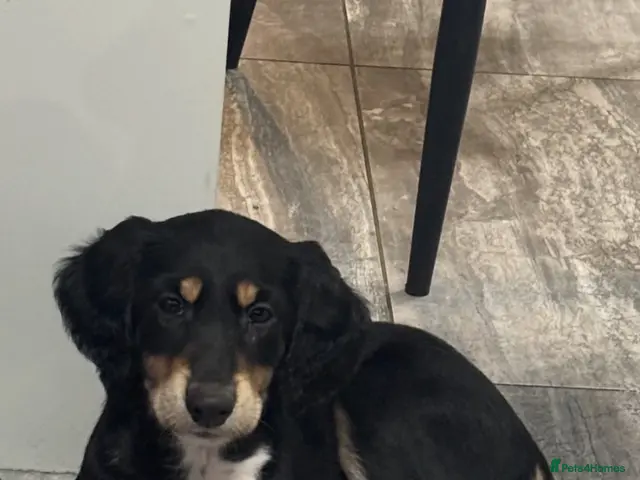 Saluki dogs for sale: Stunning Saluki Pups - Advert 1