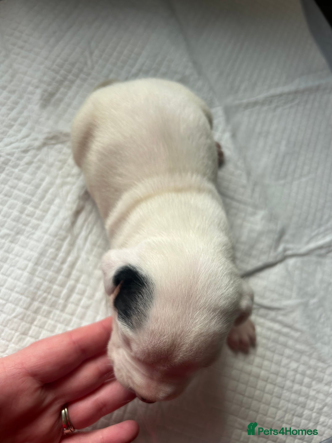 Mixed Breed dogs for sale: 🐾 11 Adorable Puppies From an Accidental Litter - Advert 31