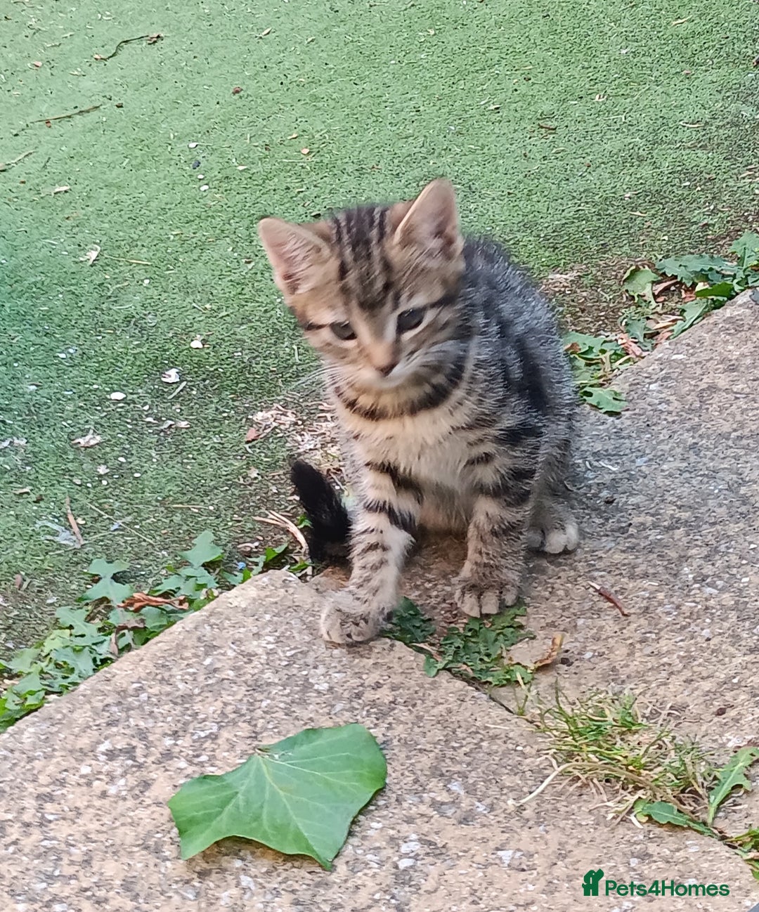 Mixed Breed cats for sale: Stunning kittens for sale  - Image 11