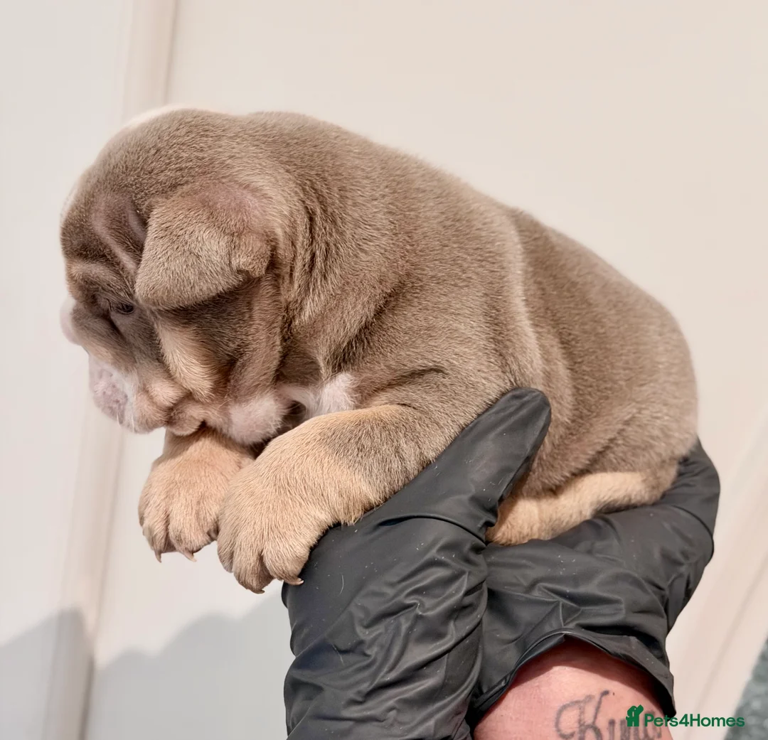 English Bulldog dogs for sale: Stunning posherbulls Turkish pups (last pup left) - Advert 6