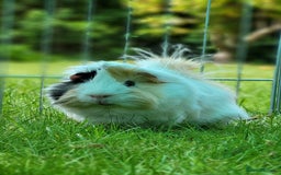 Guinea Pig rodents for sale: Male Guinea Pig - Image 1