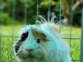 Guinea Pig rodents - Advert 2