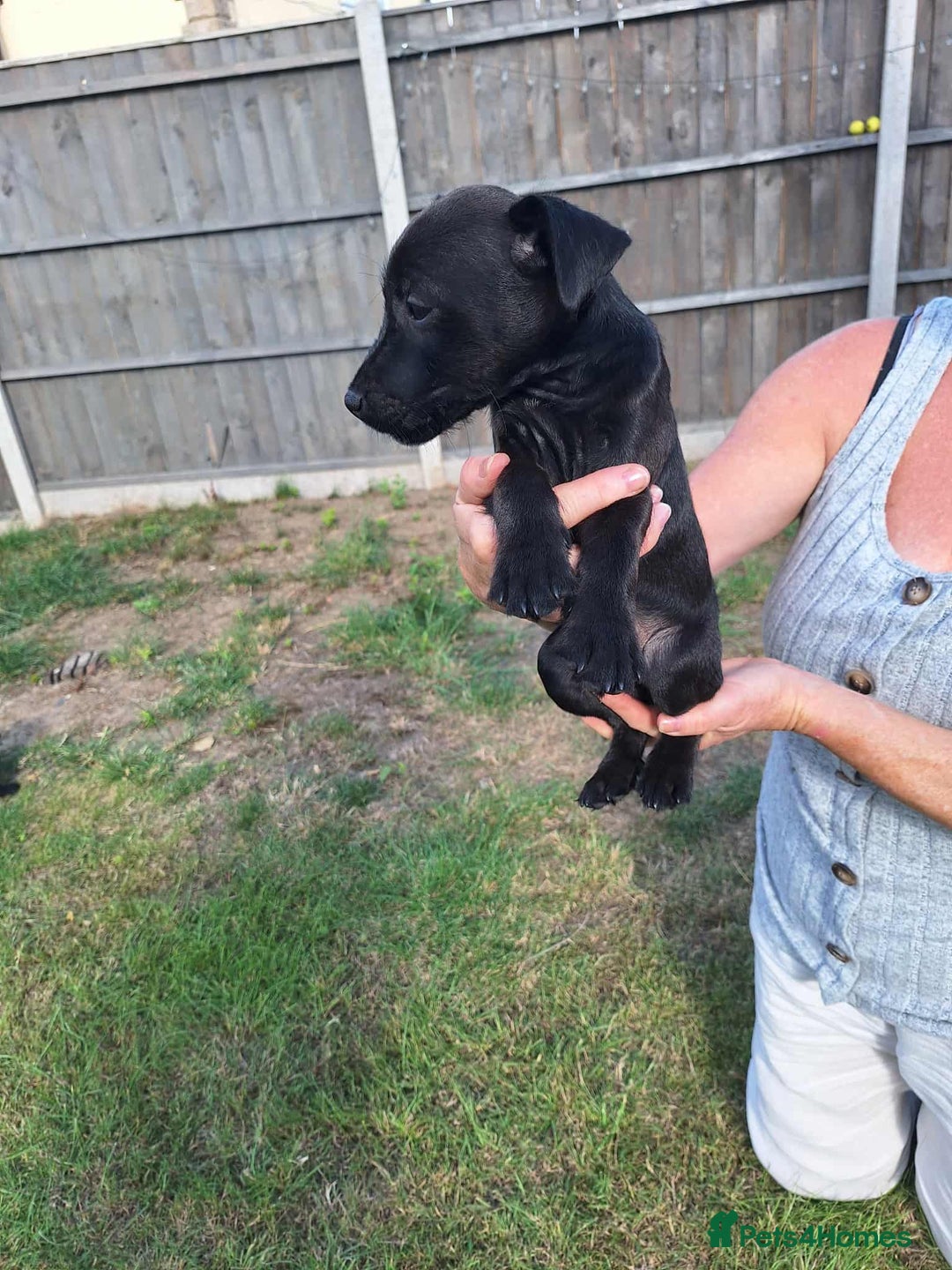 Patterdale Terrier dogs for sale: READY NOW Stunning litter of Patterdale Terriers  - Image 4
